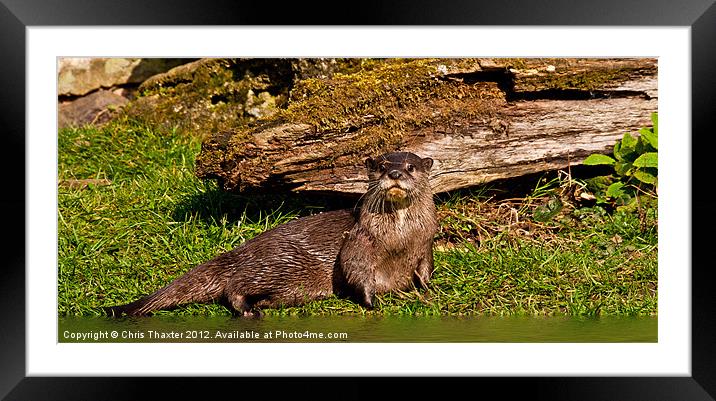 Oriental Otter Framed Mounted Print by Chris Thaxter