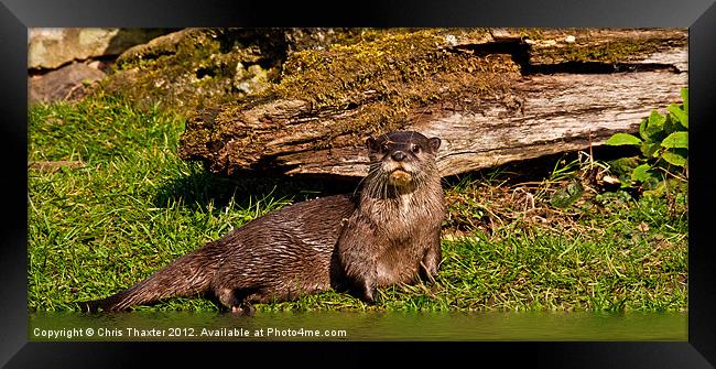 Oriental Otter Framed Print by Chris Thaxter