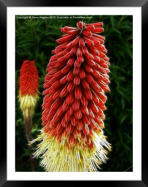 Red Hot Pokers Framed Mounted Print by Steve Hughes