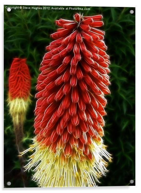 Red Hot Pokers Acrylic by Steve Hughes