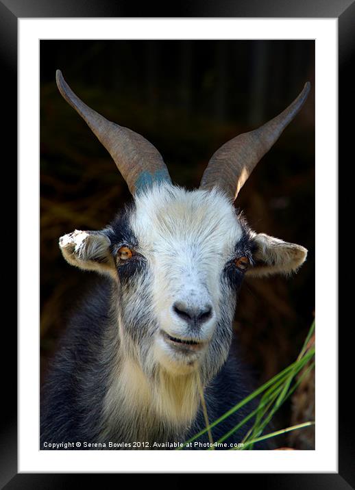 Curious Goat en route to Ghorepani Framed Mounted Print by Serena Bowles