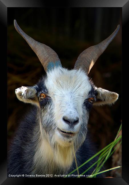 Curious Goat en route to Ghorepani Framed Print by Serena Bowles