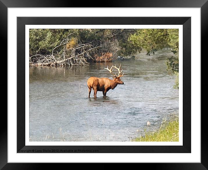 Elk In The Water Framed Mounted Print by Larry Stolle