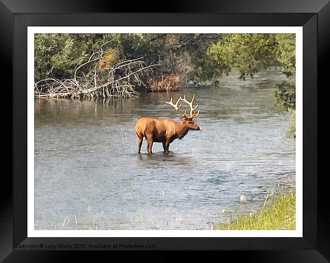 Elk In The Water Framed Print by Larry Stolle