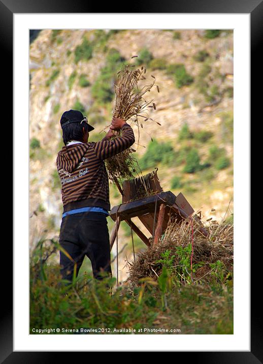 Harvesting in Pisang Framed Mounted Print by Serena Bowles