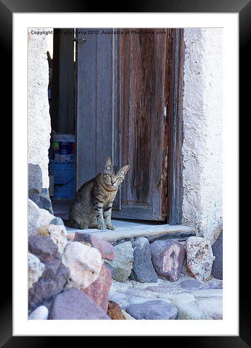 Cat in doorway Framed Mounted Print by Digby Merry