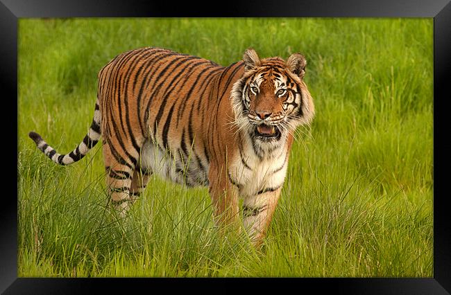 Bengal Tiger Framed Print by Mike Sherman Photog