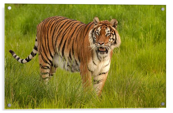 Bengal Tiger Acrylic by Mike Sherman Photog