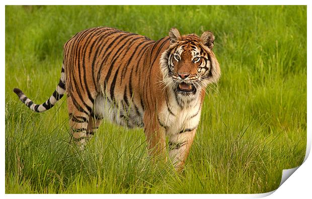 Bengal Tiger Print by Mike Sherman Photog