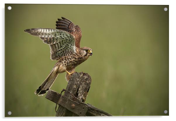 Kestrel Acrylic by Natures' Canvas: Wall Art  & Prints by Andy Astbury