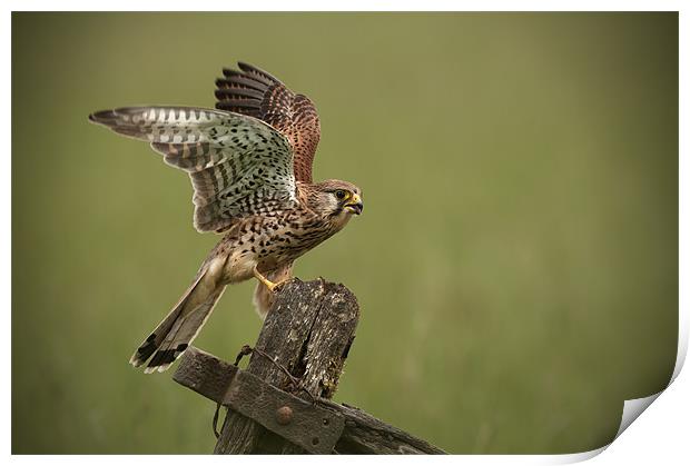 Kestrel Print by Natures' Canvas: Wall Art  & Prints by Andy Astbury