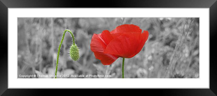 Poppy Framed Mounted Print by Thomas Stroehle