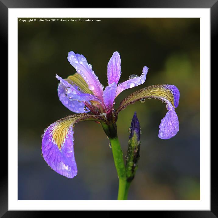 Purple Iris Framed Mounted Print by Julie Coe