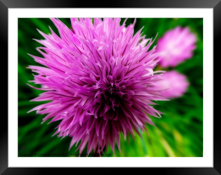 Chives Framed Mounted Print by Christine Jeffrey
