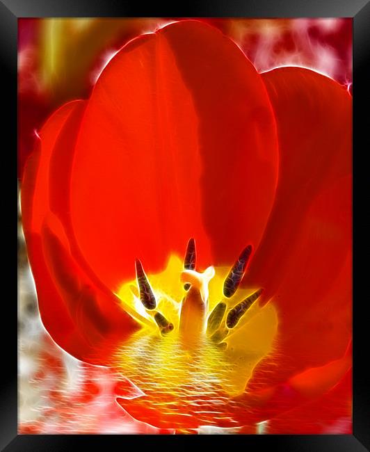 Floral Digital Art Framed Print by David French