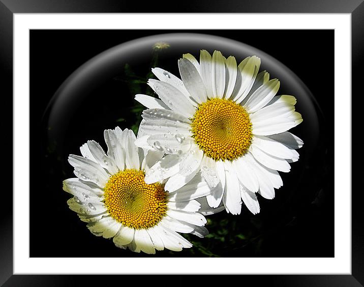 summer flowers Framed Mounted Print by elvira ladocki