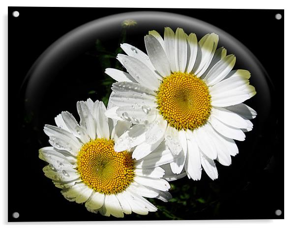 summer flowers Acrylic by elvira ladocki