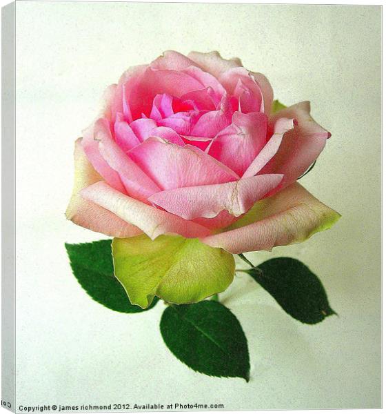 Pink Tea Rose -2 Canvas Print by james richmond