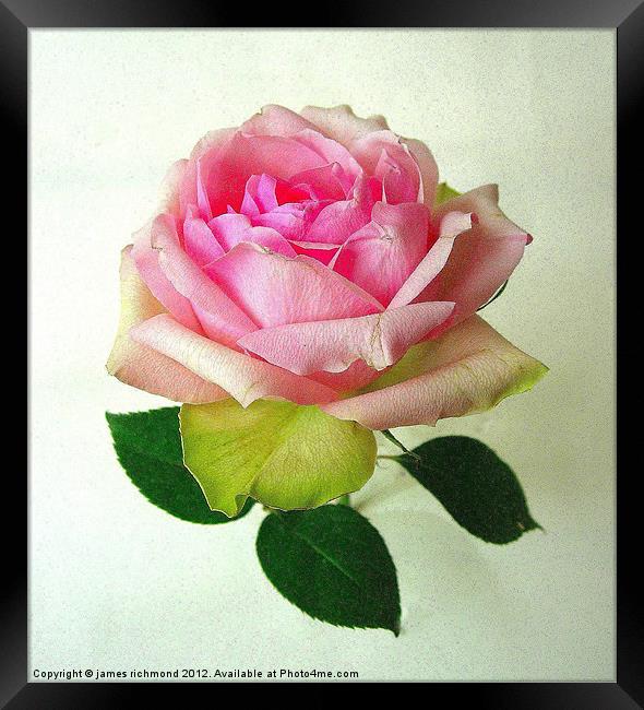 Pink Tea Rose -2 Framed Print by james richmond