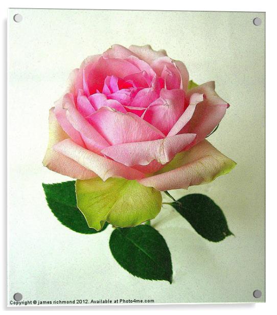 Pink Tea Rose -2 Acrylic by james richmond