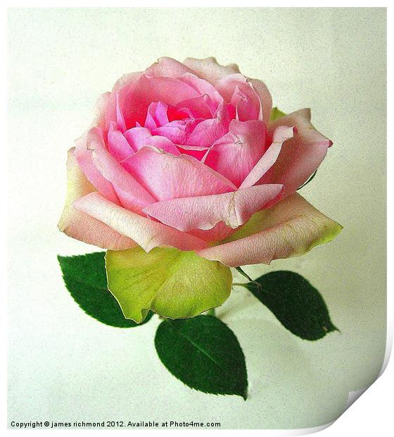 Pink Tea Rose -2 Print by james richmond