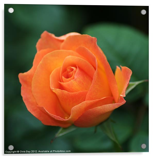 Orange Rose Acrylic by Chris Day