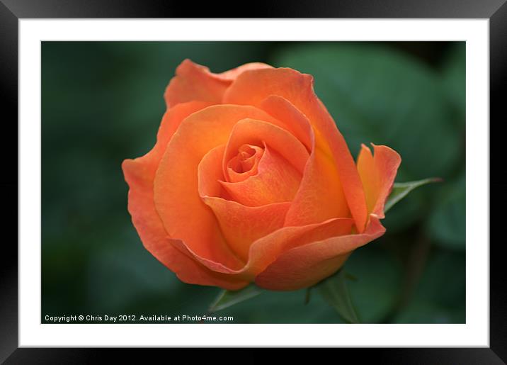Orange Rose Framed Mounted Print by Chris Day