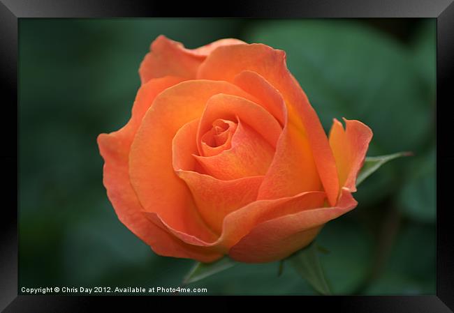 Orange Rose Framed Print by Chris Day
