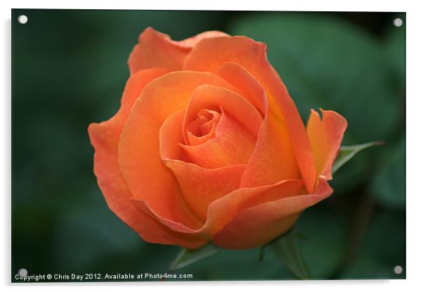 Orange Rose Acrylic by Chris Day