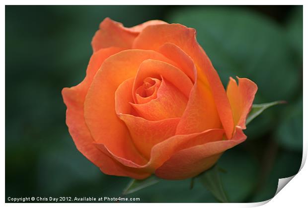 Orange Rose Print by Chris Day