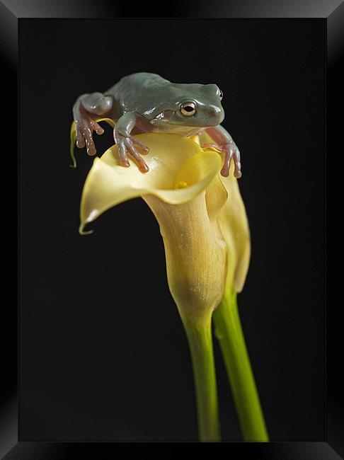 White-Lipped tree frog Framed Print by Peter Oak