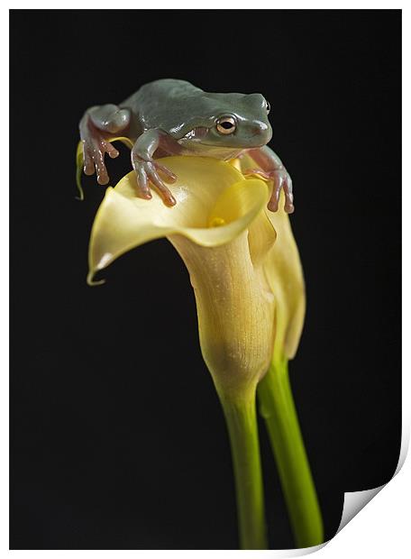 White-Lipped tree frog Print by Peter Oak