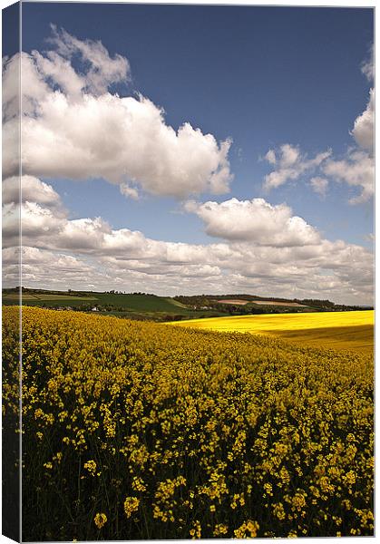 Fields of Gold Canvas Print by Dawn Cox
