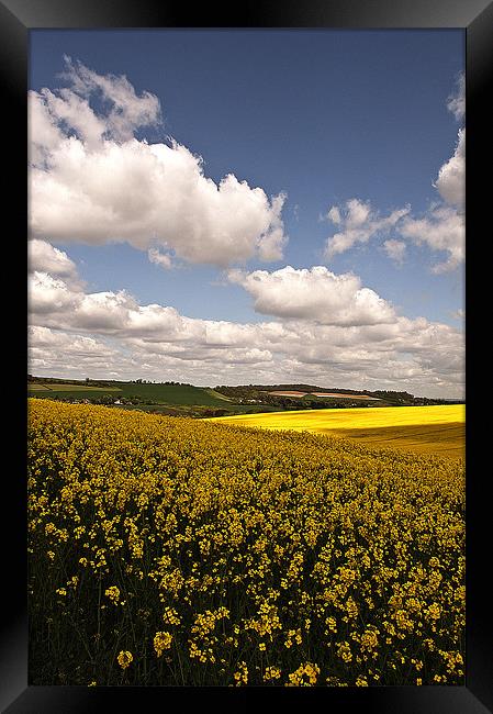 Fields of Gold Framed Print by Dawn Cox