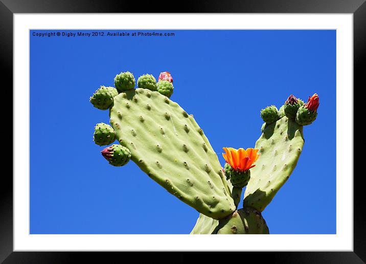Prickly Pear Framed Mounted Print by Digby Merry