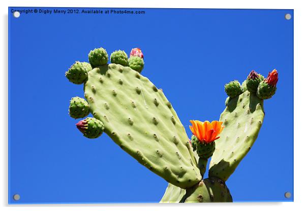 Prickly Pear Acrylic by Digby Merry