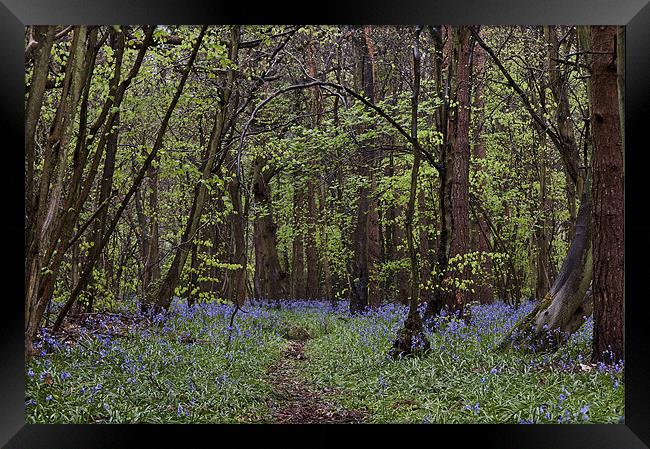 Enchanted Woods Framed Print by Dawn Cox