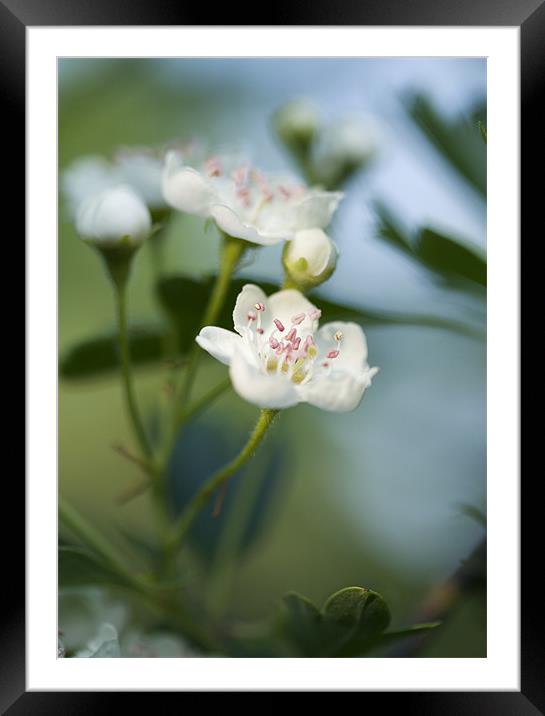 Spring Blossom Framed Mounted Print by J Lloyd