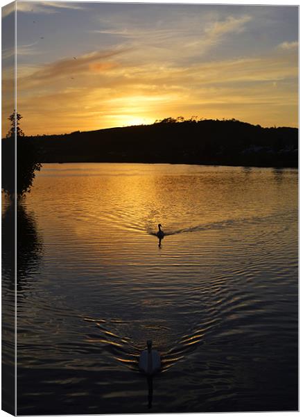Double Swan Sunset Canvas Print by Donna Collett