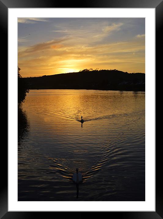Double Swan Sunset Framed Mounted Print by Donna Collett