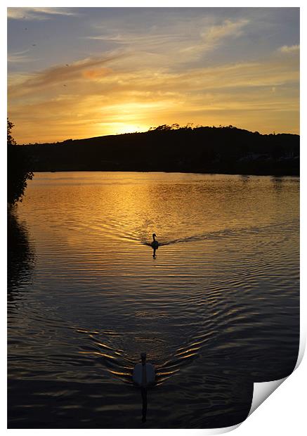 Double Swan Sunset Print by Donna Collett
