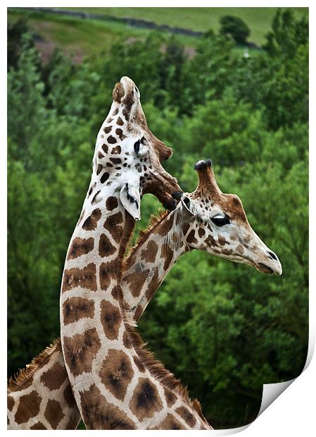 Giraffes Print by Pam Sargeant