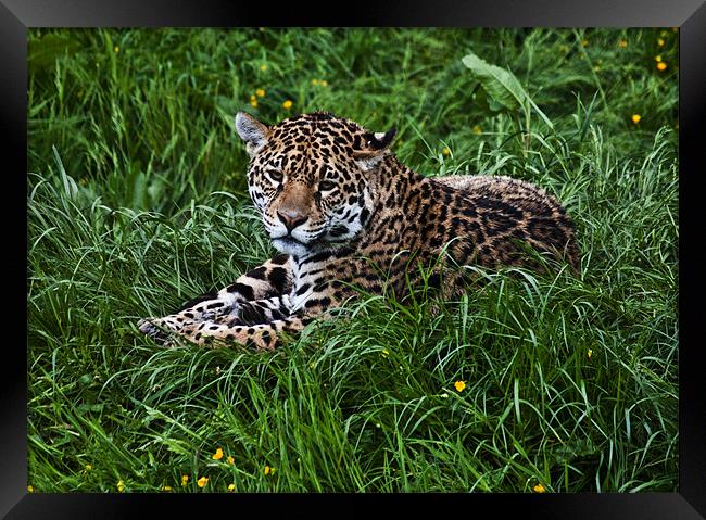 Jaguar Framed Print by Pam Sargeant