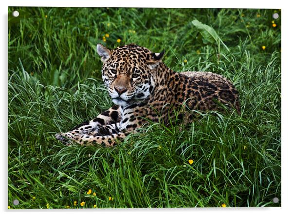 Jaguar Acrylic by Pam Sargeant