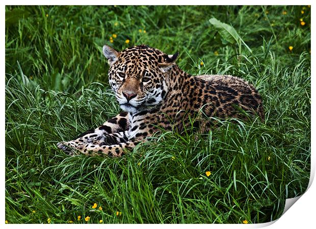 Jaguar Print by Pam Sargeant