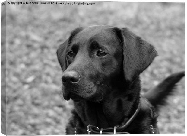 Black Labrador Canvas Print by Michelle Orai