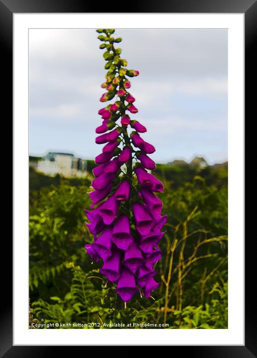 digitalis Framed Mounted Print by keith sutton