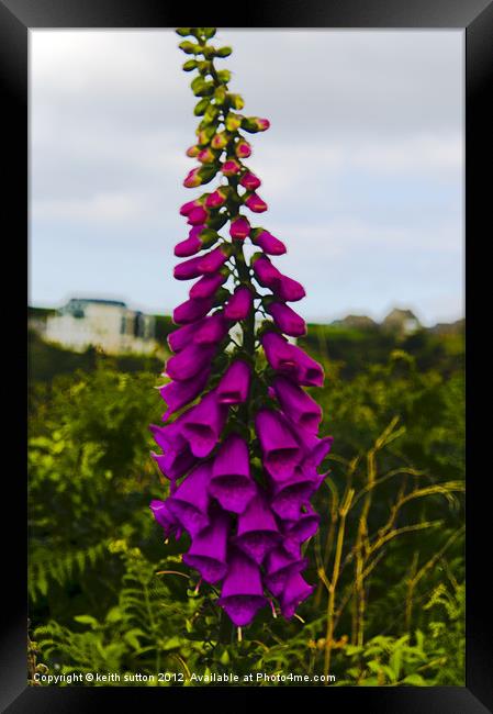 digitalis Framed Print by keith sutton