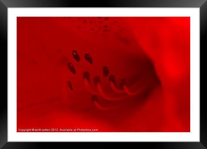 red flower Framed Mounted Print by keith sutton