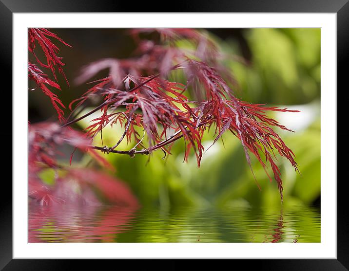 Acer over water Framed Mounted Print by Richard  Fox